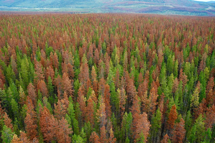 Image of forest with red and green pines.