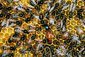 Image of honeybee colony