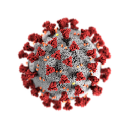 Illustration of a coronavirus when viewed electron microscopically.