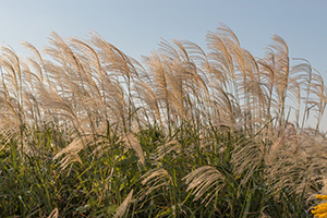 Image of miscanthus grasses
