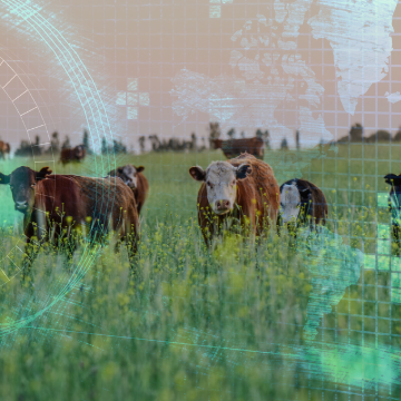 A photo of cows in a field. A technological, digital looking filter is placed over top.