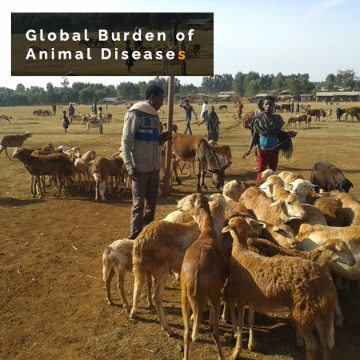 An image of a goat farmer with his herd in the field. The title "Global Burden of Animal Diseases" sits in the top left corner.