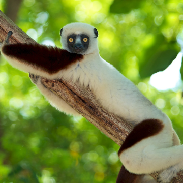 A brown and white lemur with bright orange eyes stares into the camera while holding tightly onto a tree branch.