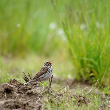 A photo of a small brown songbird in a field with its mouth wide open, as if it is singing a song.