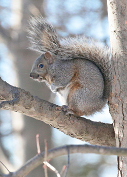 A photograph of a squirrel in winter sitting on the branch of a tree next to the trunk