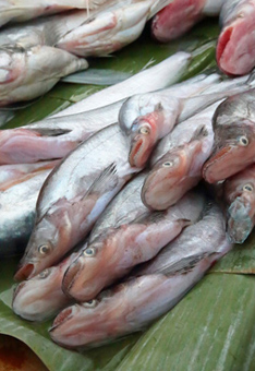 A photograph of a dozen fish at a market stall in Luang Prabang, Laos