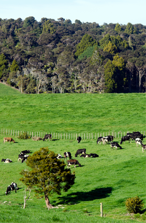 A photograph of dairy cattle grazing in a valley in New Zealand. The pasture abuts a mature forest. 