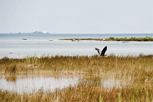 Image showing Lake Huron with grass and a heron flying past.