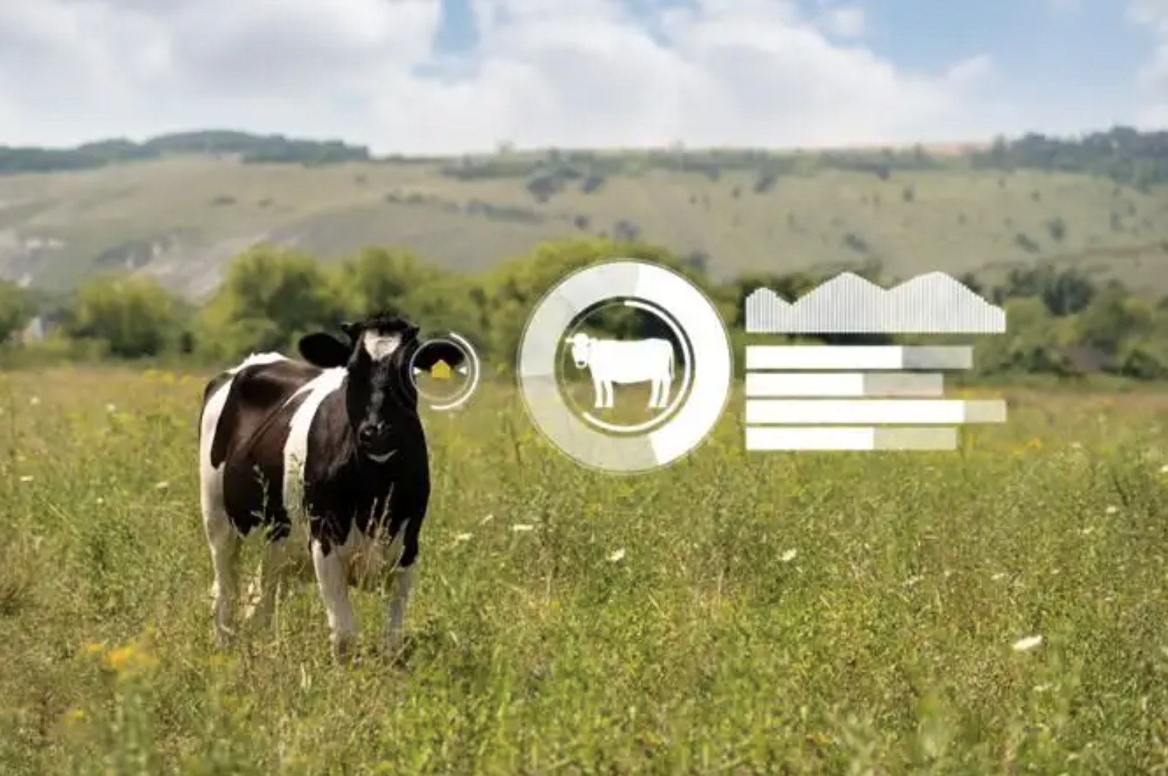 Composite image of dairy cow in field with tech graphics overlaying