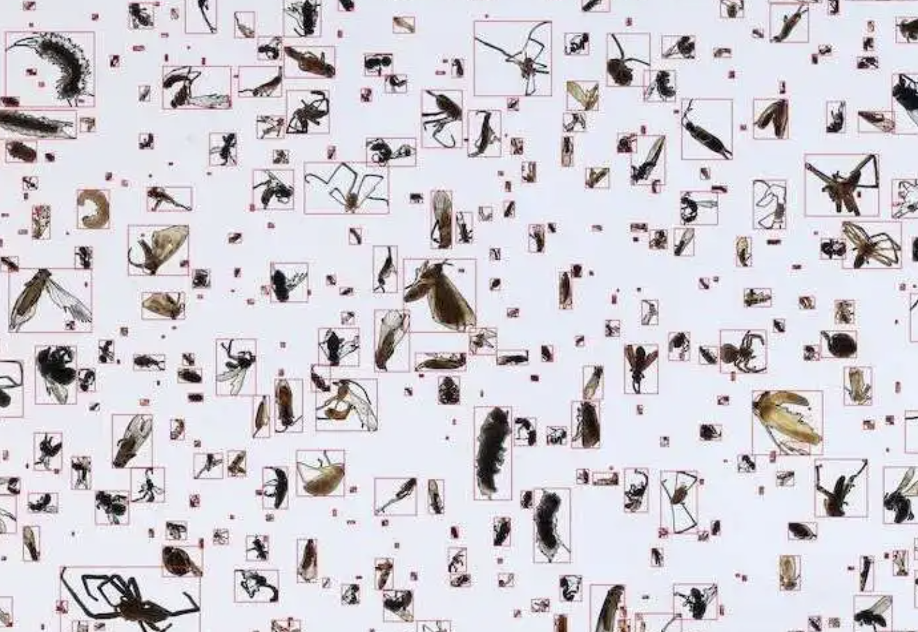 Insects on white background