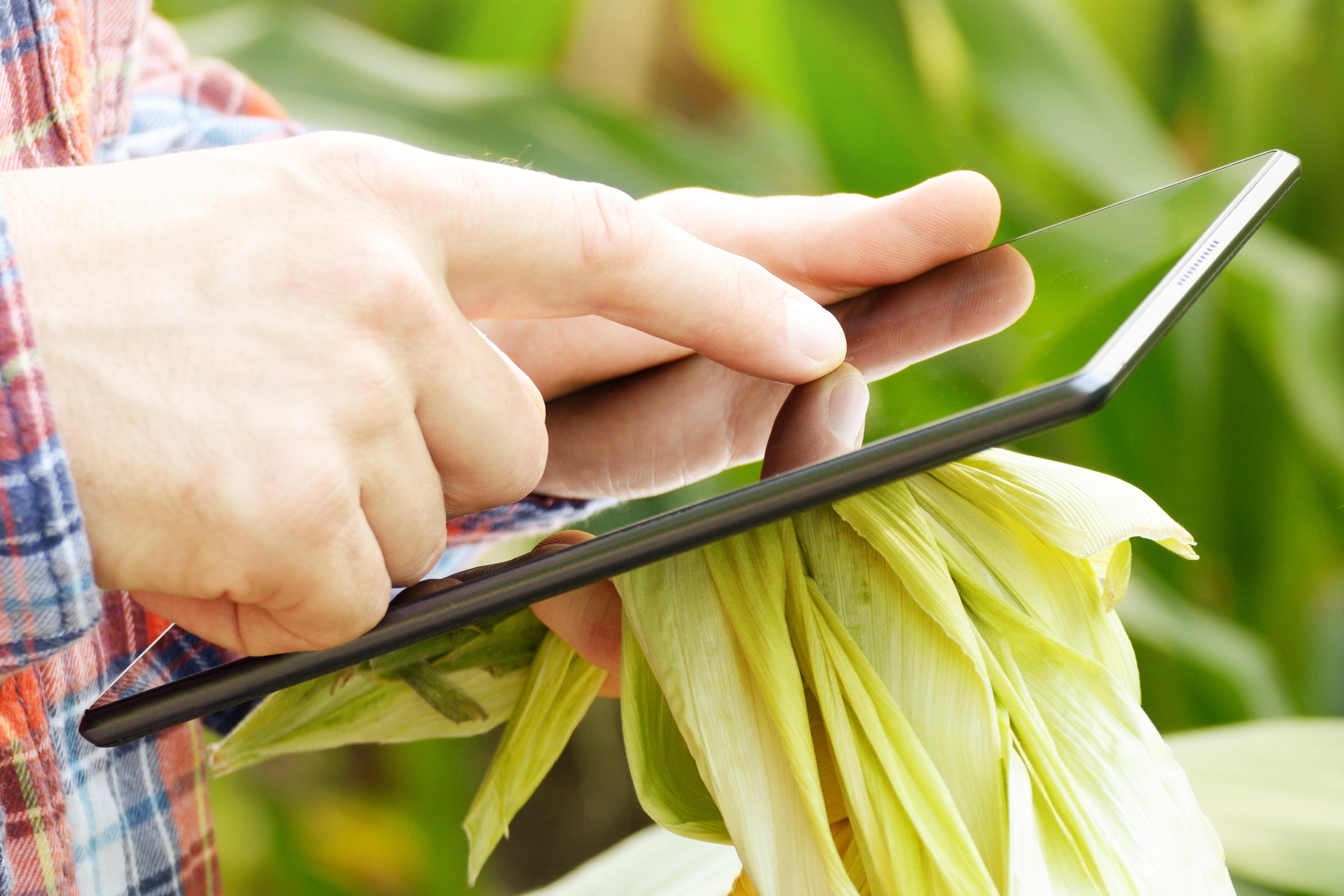 Image of farmer using iPad in field