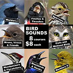 Collage of singing bird images with text Bird Songs 8 sessions for $8 each