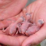 baby songbirds in someone's hand